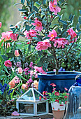 Camellia 'Leonard Messel' in a blue pot