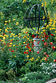 Trollius europaeus (Trollblume)