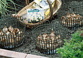Spring onions in grid basket plants and put in the soil