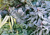 Heuchera, Hedera (Efeu)