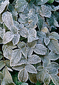 Hoarfrost on astilbe leaves