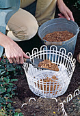 Planting spring bulbs in wire baskets in autumn