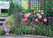 Rosa (Rosa) 'Freisinger Morgenröte', Salvia nemorosa 'Caradonna', Phuopsis