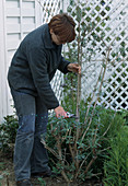 Buddleja davidii