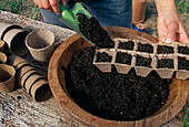 Sowing of Lathyrus odoratus: Filling the soil into peat press pots (1/6)