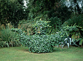 Sculpture made of a frame covered with hedera (ivy)