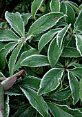 Helleborus Orientalis