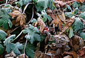 Raureif an Blättern von Geranium macrorrhizum