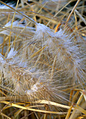 Pennisetum villosum (feather bristle grass) with hoarfrost
