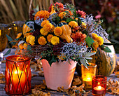 Chrysanthemum, Cucurbita (Kürbisse), Skimmia, Hedera (Efeu)