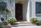 Argyranthemum frutescens (daisies) on stairs at the house entrance