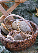 Helianthus annuus (Korb mit getrockneten Samenständen)