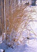 Spartina pectinata (Golden bar grass in the snow)