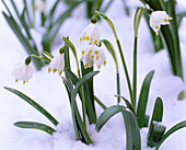 Leucojum vernum (spring snowflake) in the snow