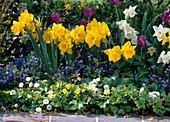 Narcissus 'Golden Harvest' and 'Mount Hood' (daffodils)