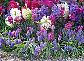 Hyacinthus orientalis (hyacinths), Muscari armeniacum (grape hyacinth), Erysimum 'Winterjoy' (golden violet)