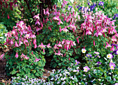 Aquilegia (Spring Magic) (Akelei), Viola sororia (Freckles)