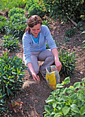 Young woman fertilising a perennial border with horn meal in spring