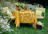 Gedeckter Tisch an Leucanthemum (Margeritenwiese), Margeriten