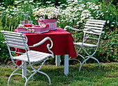 Sitzplatz am Staudenbeet: Geranium (Storchenschnabel)