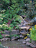 Small stream over natural stones, Primula japonica (Japanese primroses)
