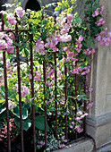 Rose (ground cover rose) hoisted over old fence, hosta