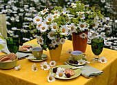 Frühlingstisch mit Leucanthemum (Frühlingsmargerite), Alchemilla (Frauenmantel)