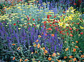 Salvia nemorosa (Ziersalbei), Geum (Nelkenwurz), Achillea