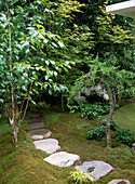 Betula Lenta (birch), Larix (larch) bonsai-like, Acer palmatum