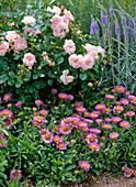 Rosa 'Bordure Nacree' (dauerblühende Rose (Delbard))