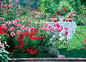 Cosmos 'Sonata', Versailles 'Tetra' / Schmuckkörbchen