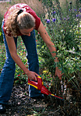 Young woman removing seeds from Lathyrus odoratus (sweet pea)