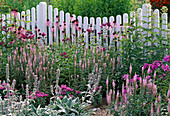 Echinacea purpurea / Sonnenhut