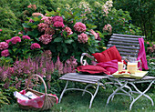 Hydrangea macrophylla and paniculata (ball and shrub hydrangea)