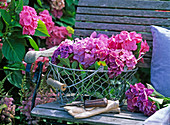 Hydrangea (frisch geschnittene Hortensienblüten)