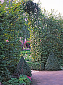 Archway of Carpinus betulus (hornbeam)
