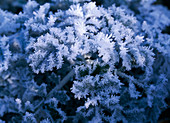 Brassica (ornamental cabbage in hoar frost)
