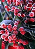 Skimmia reeversiana / Fruchtskimmie, Fruchtstand mit Rauhreif