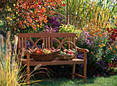 Wooden bench with vegetable and fruit basket, Amelanchier (rock pear), Pennisetum (feather bristle grass)