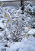 Corylus avellana 'Contorta' (snowy corkscrew hazel)