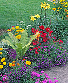 Matteuccia, Dianthus, Zinnia, Lobelia erinus