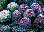 Brassica oleracea (ornamental cabbage in hoar frost)