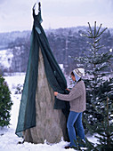 Protect evergreens from wind and sun in winter