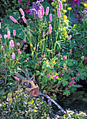 Persicaria bistorta 'Superba' (Knotweed)