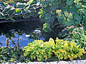 Mini pond with hosta (funcias)
