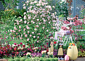 Viburnum 'Mohawk' (Osterschneeball), Malus (Zierapfel)