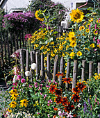 Helianthus annuus (sunflower), Rudbeckia