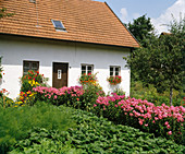 Garden with perennial phlox