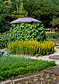 Pergola with Artistolochia durior (Pipevine)