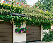 Garage eingewachsen mit Parthenocissus tricuspidata